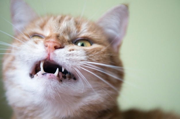 Gato mostrando dientes bostezos. Gracioso gato rojo en un acogedor ambiente hogareño. Mentir gato atigrado de jengibre. Mirando gato jengibre, sentado en la silla. Gato naranja complacido sentado en la silla y descansando en casa