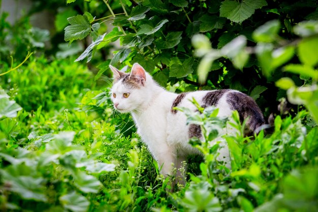 Gato moteado blanco en el jardín entre densos matorrales