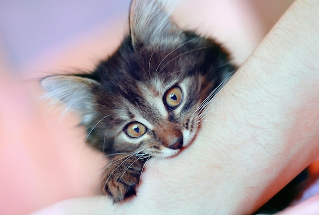 Foto el gato muerde la mano.