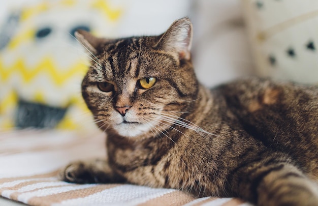 Gato muito engraçado rindo de perto