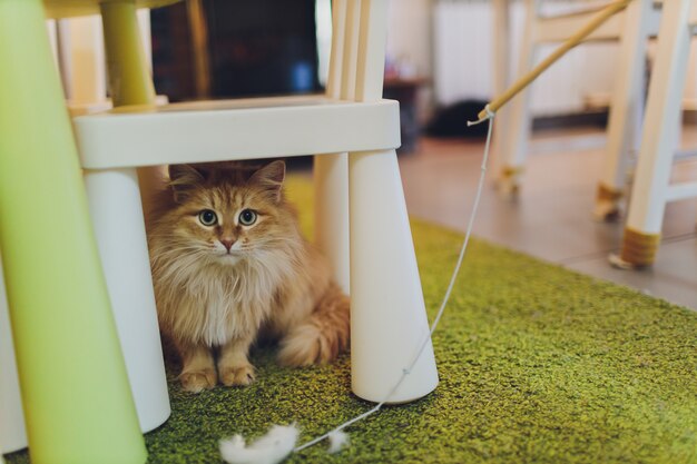 Gato muito engraçado rindo de perto.