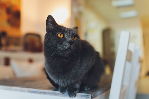 Gato muito engraçado rindo de perto.