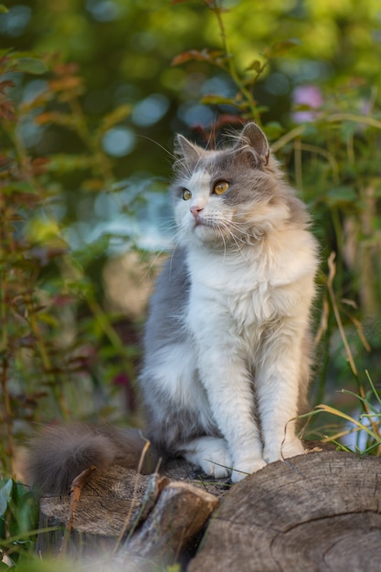 Gato muito feliz curtindo a natureza. Jovem gato relaxante no pôr do sol de verão.