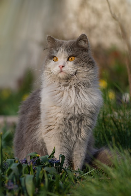 Gato muito fofo sentado no prado