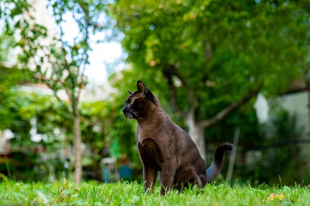 Gato muito marrom sentado na natureza lindo animal doméstico sentado na grama e olhando para longe adorável gatinho birmanês com olhos amarelos comprimento total