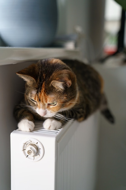 Gato mullido acostado sobre la batería del radiador caliente gatito multicolor se siente cómodo dormir en el calentador caliente