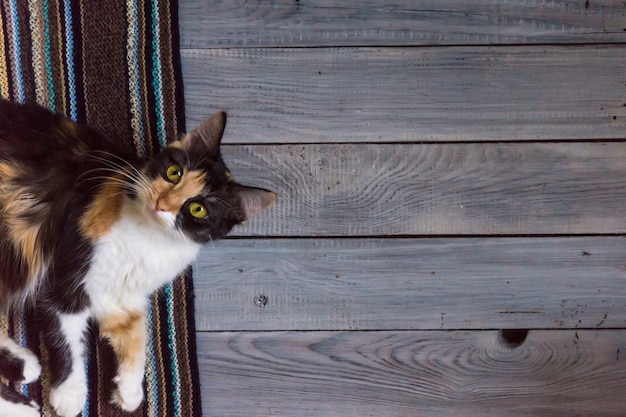 Gato mullido se encuentra en una bufanda tejida sobre una superficie de madera