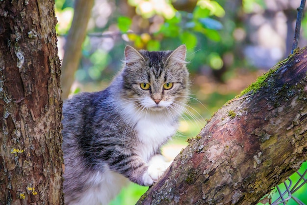 Gato mullido está sentado en la rama de un árbol.