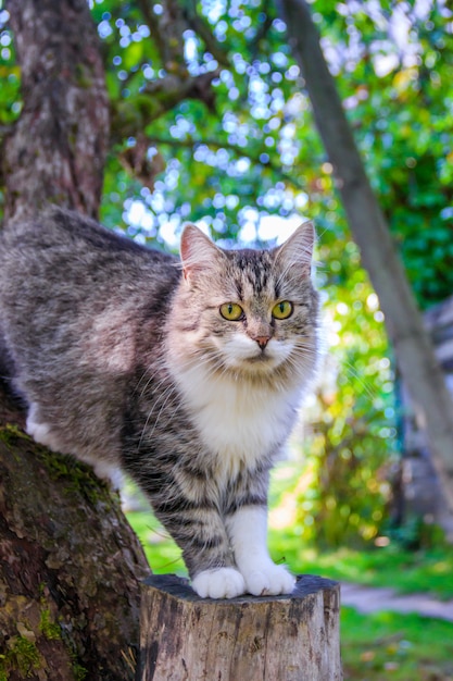 Gato mullido está sentado en la rama de un árbol.