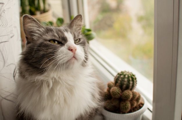 Un gato mullido está sentado en una ventana con un fondo de cactus