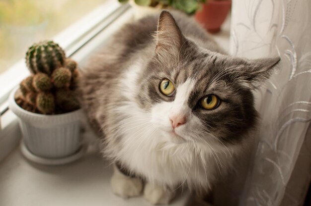 Un gato mullido está sentado en una ventana con un fondo de cactus