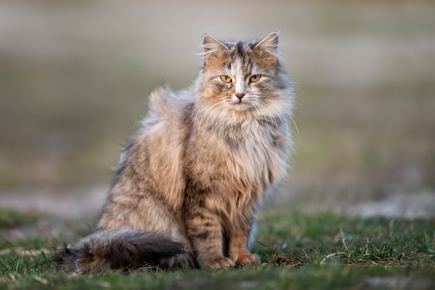 Gato mullido con pelaje largo se sienta en la hierba por la noche