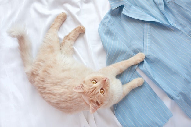 Gato mullido rojo acostado en cama con pijama.