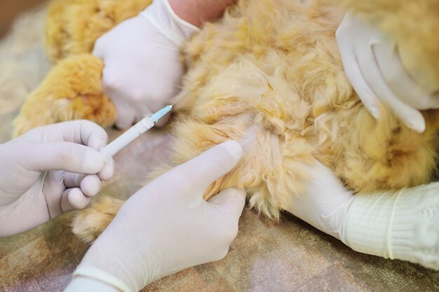 Gato mullido rojo en el examen en una clínica veterinaria.