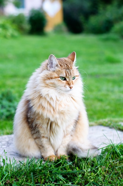 Foto gato mullido se sienta en el parque de verano