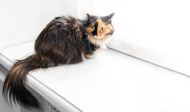 El gato mullido de tres colores cauteloso o sorprendido está sentado en el alféizar de la ventana blanca con espacio para copiar texto.