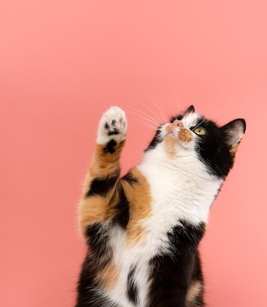 Foto gato multicolor levantó su pata y mira a algún lugar con interés, está en un fondo de coral