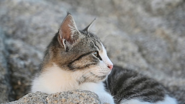 Gato multicolorido deitado nas rochas perto da costa do mar Egeu, na Grécia