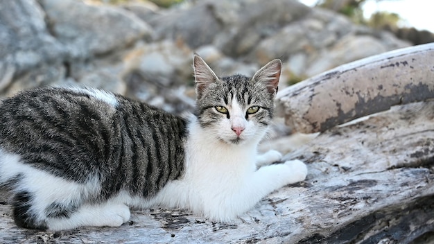 Gato multicolorido deitado nas rochas perto da costa do mar Egeu, na Grécia