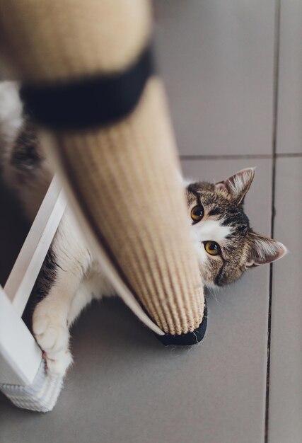 Gato muy gracioso riéndose del primer plano