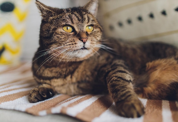 Gato muy gracioso riéndose del primer plano