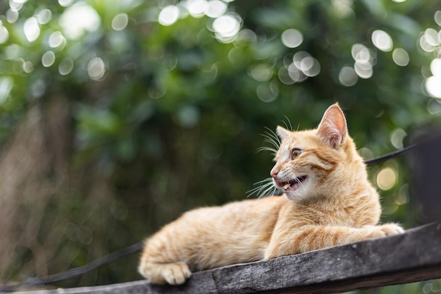 Foto gato na árvore