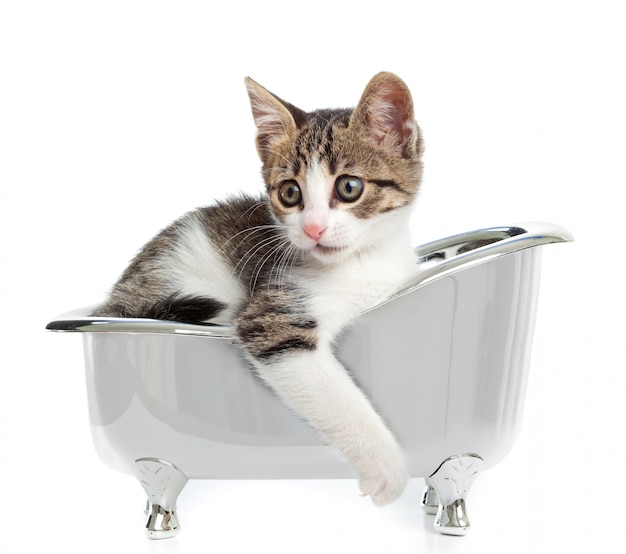 Foto gato na banheira