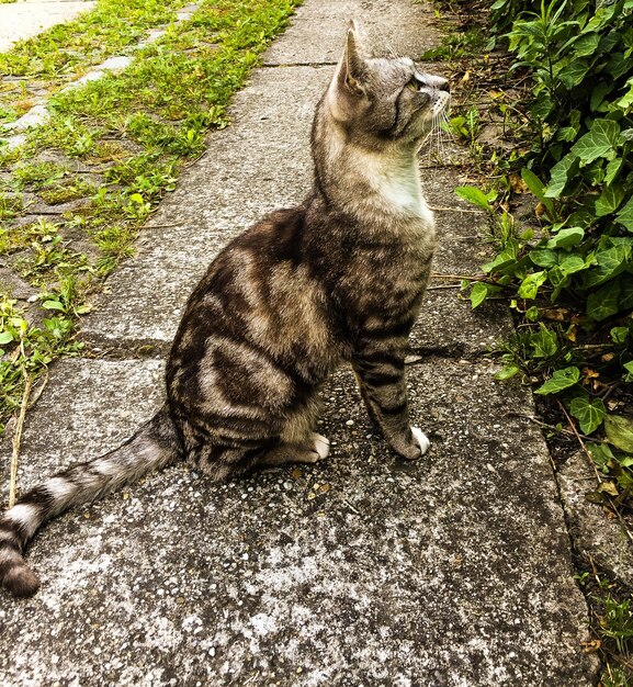 Foto gato na calçada