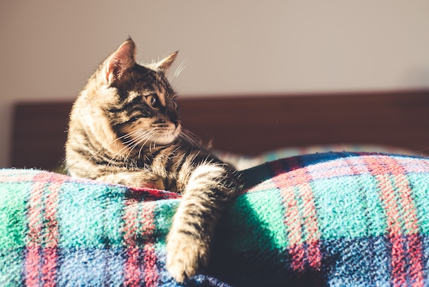 gato na cama em casa