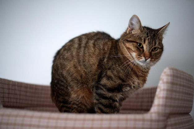 Gato na casa de gatos no chão, olhando para a direita