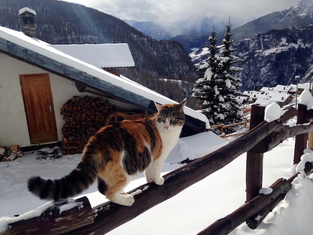 Gato na cerca de madeira durante o inverno