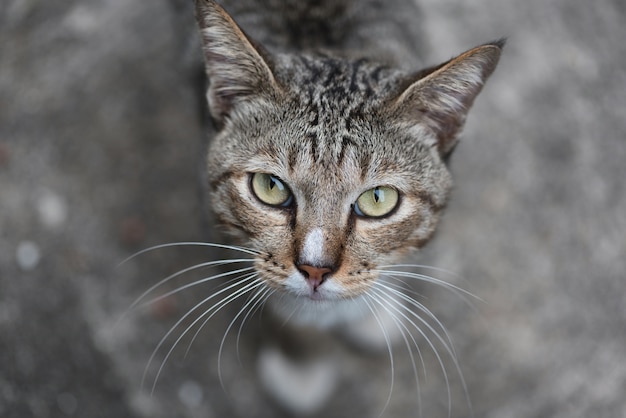 Gato na cesta rosa.