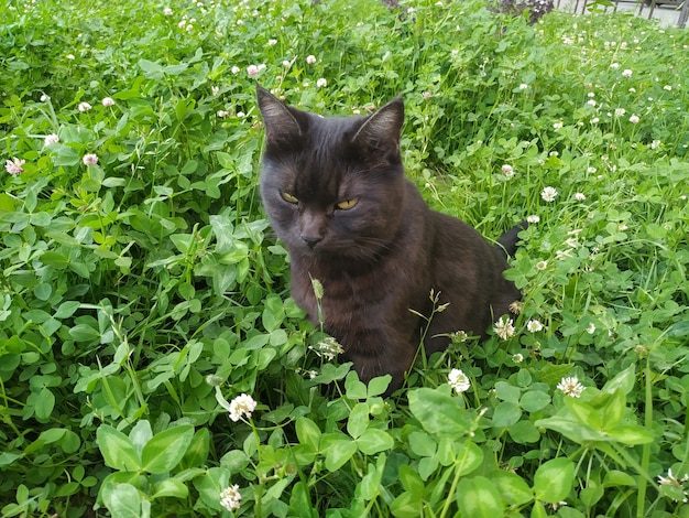 Gato na coleira sentado na grama.