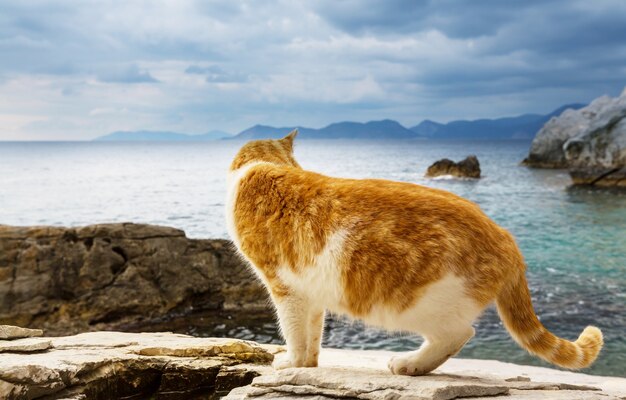 Gato na costa do mar