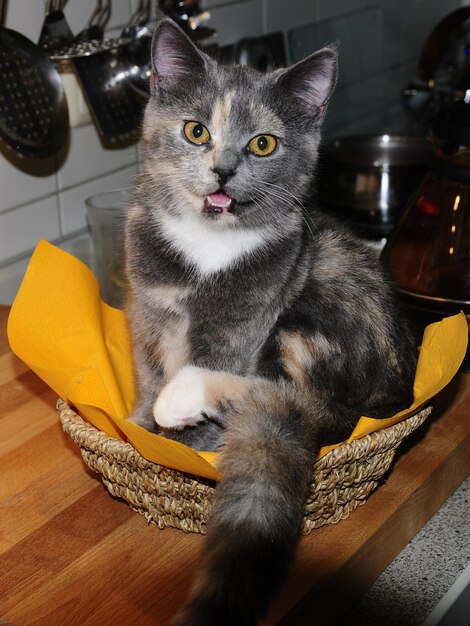 Foto gato na cozinha.