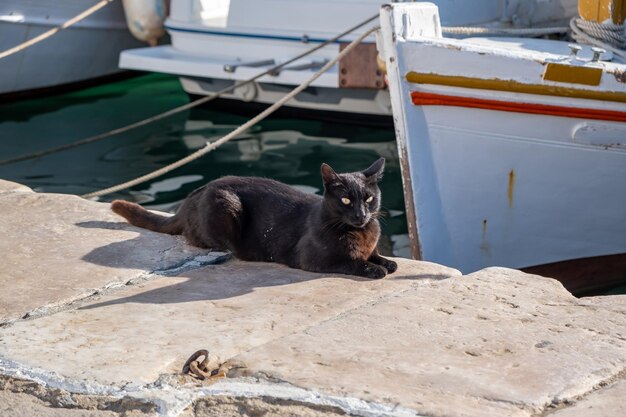 Gato na doca do porto esperando comida Grécia Cyclades