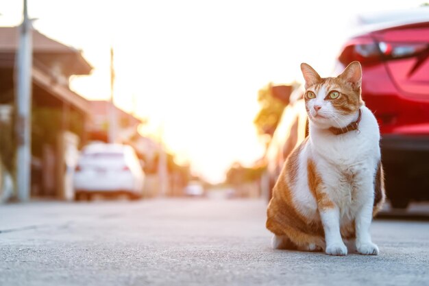 Foto gato na estrada com carro ao fundo à noite há luz do sol à noite os pôr-dos-sol