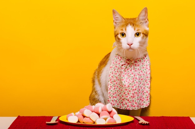 Gato na frente de uma tigela de comida