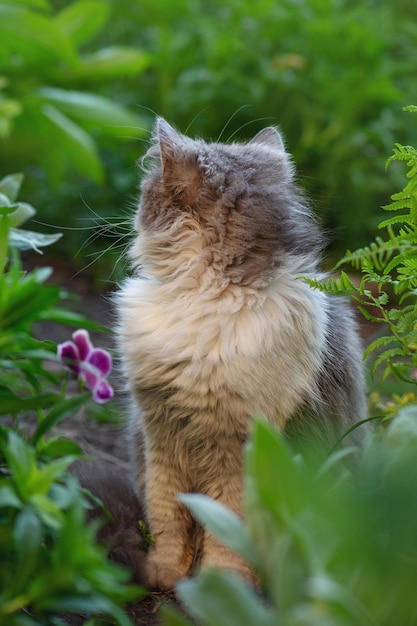 Gato na grama verde Gato engraçado aproveitando a magia do dia de verão Gatinho britânico em flores coloridas na natureza