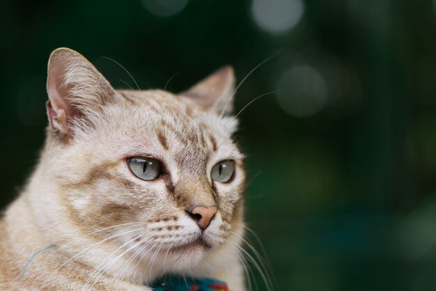 Gato na grama verde no verão. Gato marrom bonito com olhos cinzentos