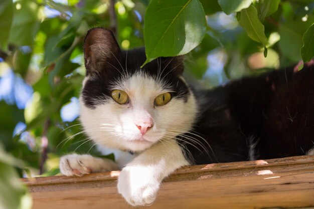 Gato na grama verde