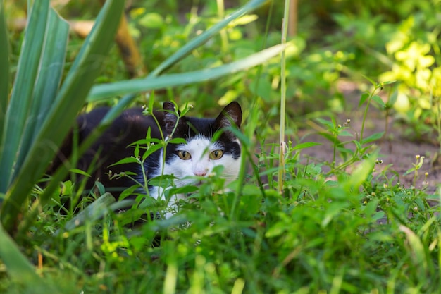 Gato na grama verde