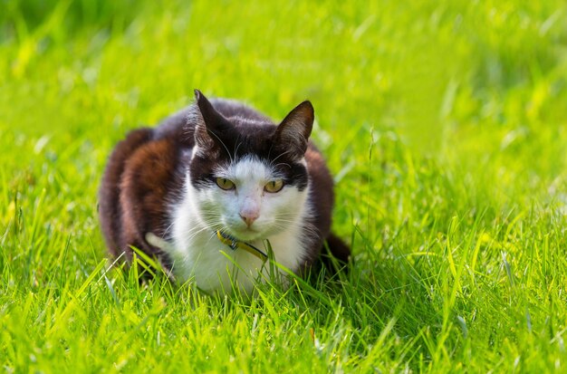 Gato na grama verde