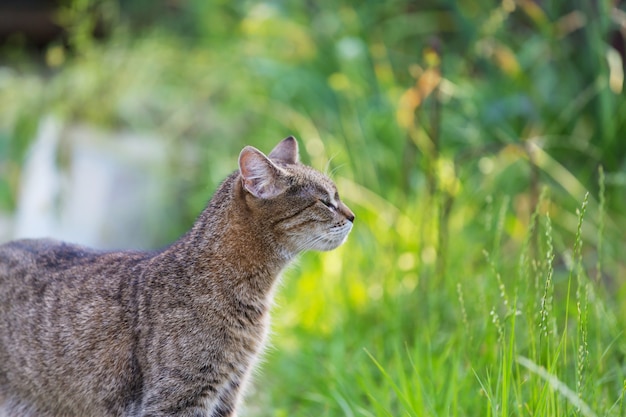 Gato na grama verde