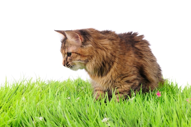 Gato na grama verde