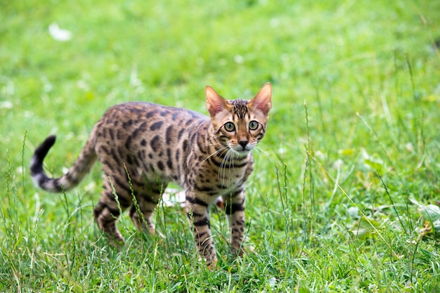 Gato na grama verde