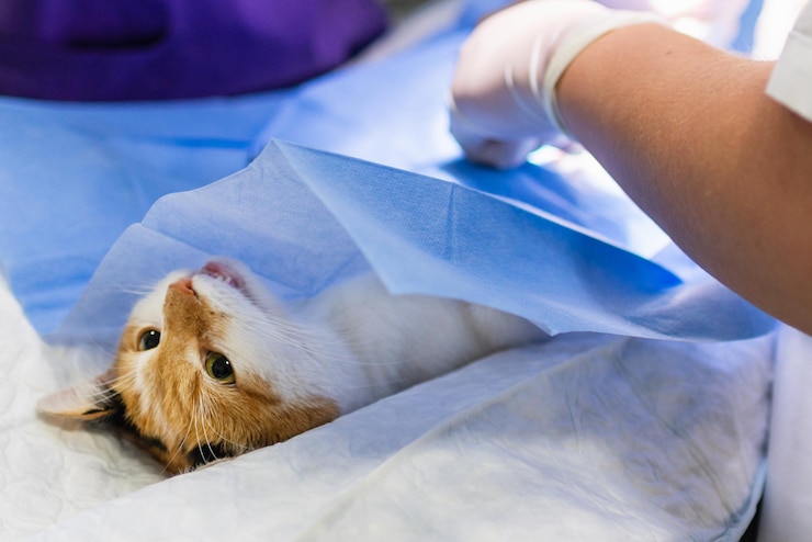 Foto gato na mesa cirúrgica durante a castração do cirurgião em uma clínica veterinária em uma mesa do médico durante a cirurgia de gato em closeup