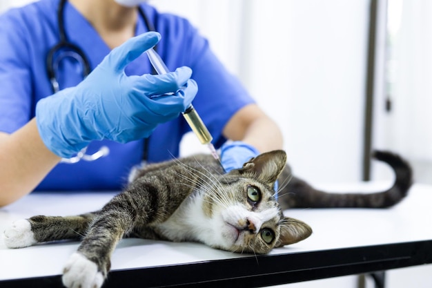 Gato na mesa de exame da clínica veterinária Cuidados veterinários Médico veterinário e gato