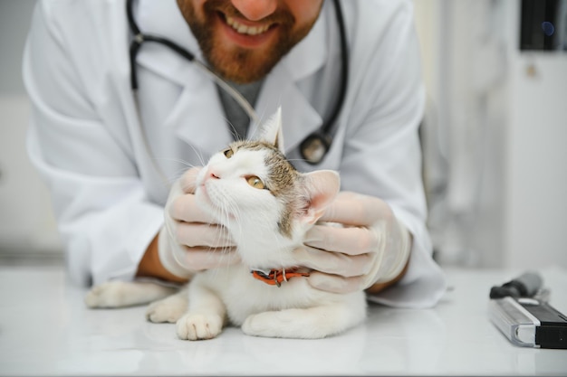 Gato na mesa de exame da clínica veterinária cuidados veterinários médico veterinário e gato