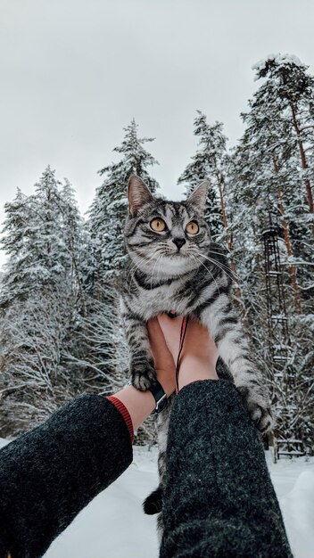 Foto gato na neve contra as árvores durante o inverno